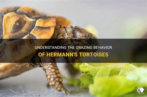 hermes the tortoise|hermann's tortoise behavior and sociality.